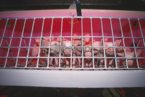 Piglets in incubator, CPIG Hog Operation, Cudworth, Saskatchewan