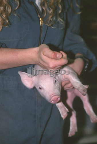 Piglet receives injection of antibiotics, CPIG Hog Operation, Cudworth, Saskatchewan