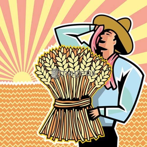 Farmer with crop bunch